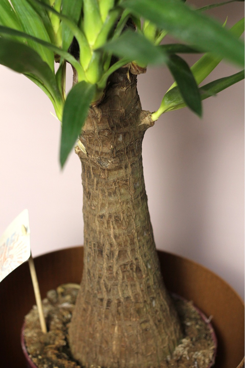 Юкка Элефантис 130-23 - с доставкой по Минску