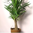 Юкка Элефантис 130-23 - с добавлением зелени - миниатюра 