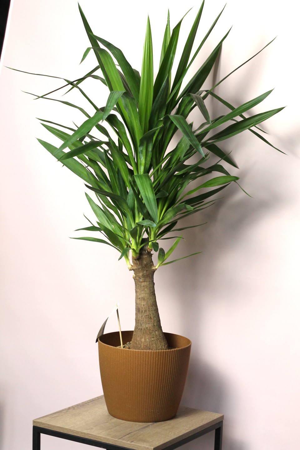 Юкка Элефантис 130-23 - с добавлением зелени