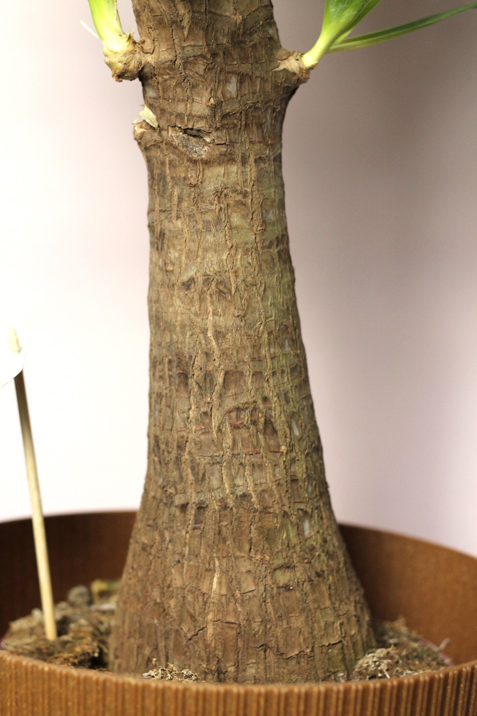 Юкка Элефантис 130-23 - подарочное оформление