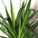 Юкка Элефантис 130-23 - быстрая доставка в Минске - миниатюра