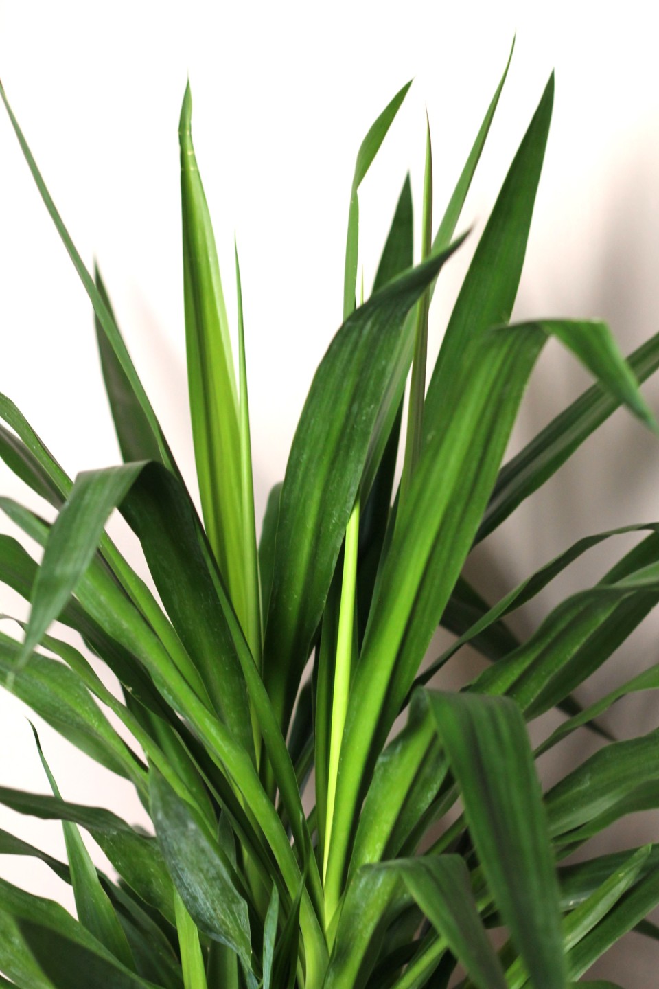 Юкка Элефантис 130-23 - быстрая доставка в Минске