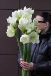 Амариллис белый 