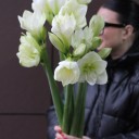 Амариллис белый - миниатюра