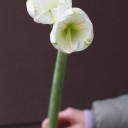 Амариллис белый - быстрая доставка в Минске - миниатюра