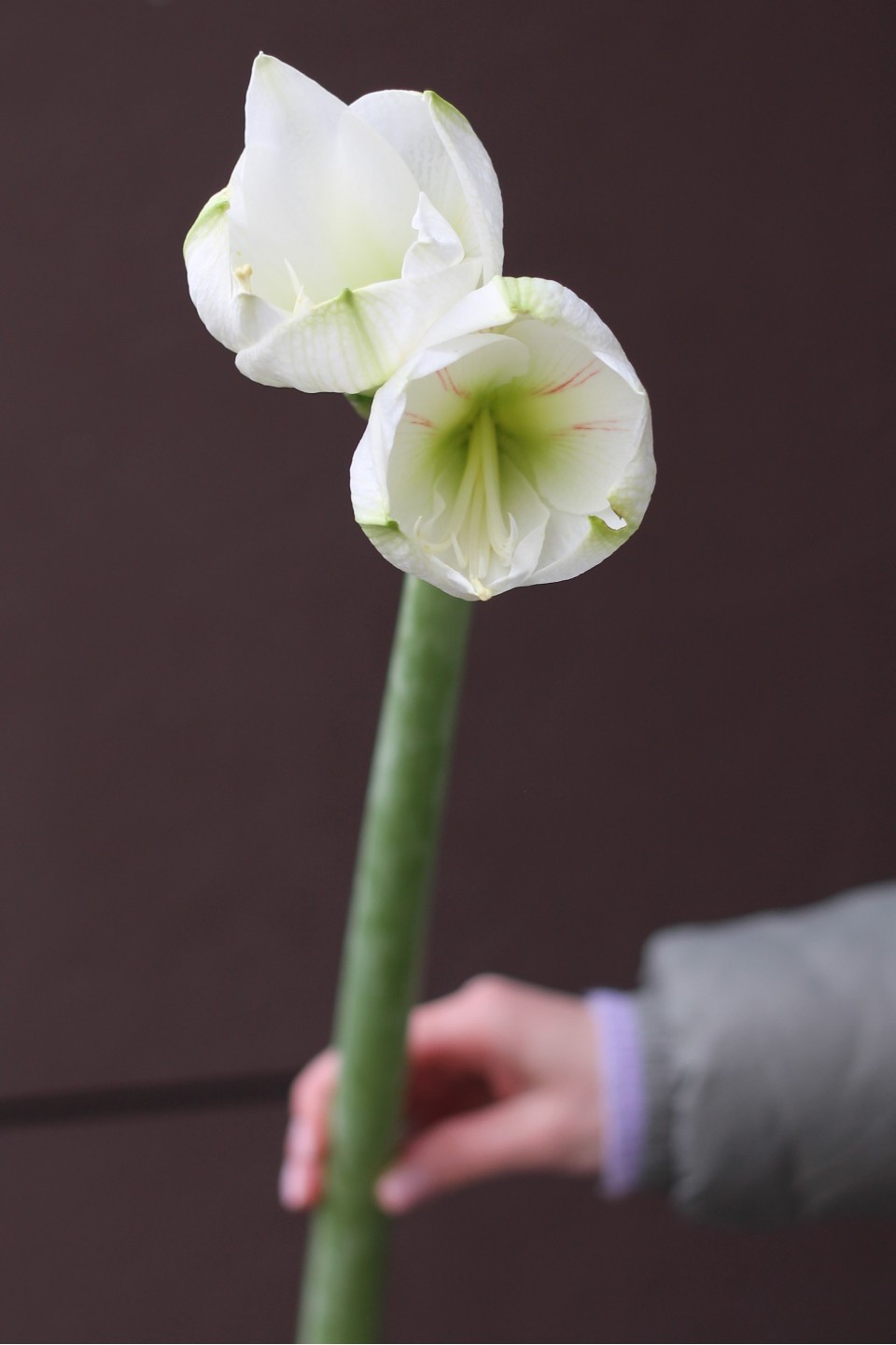 Амариллис белый - быстрая доставка в Минске