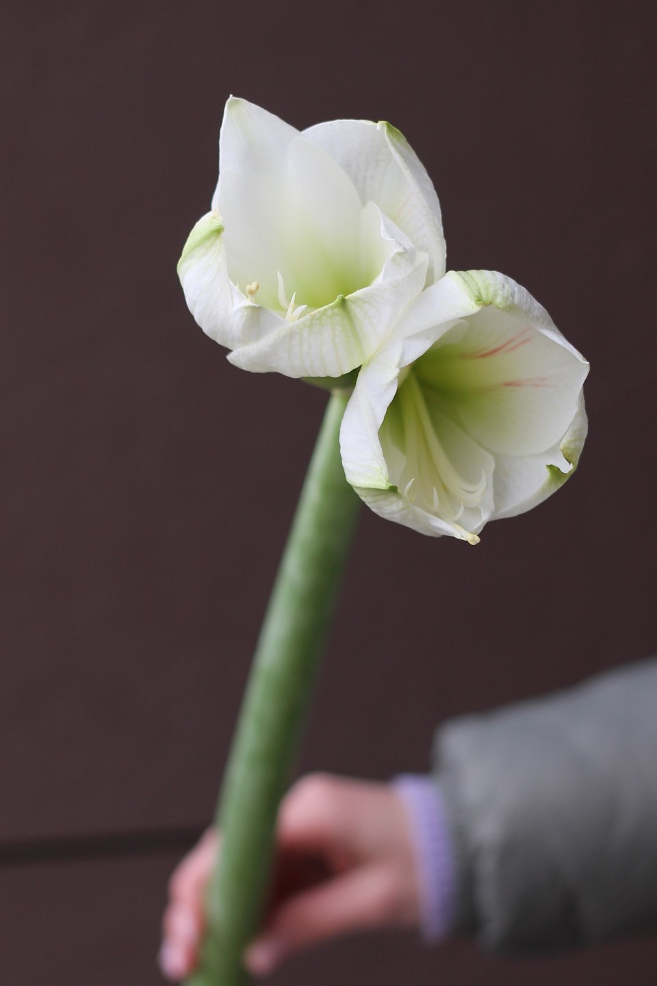 Амариллис белый - с добавлением зелени