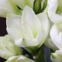 Амариллис белый - с доставкой по Минску - миниатюра