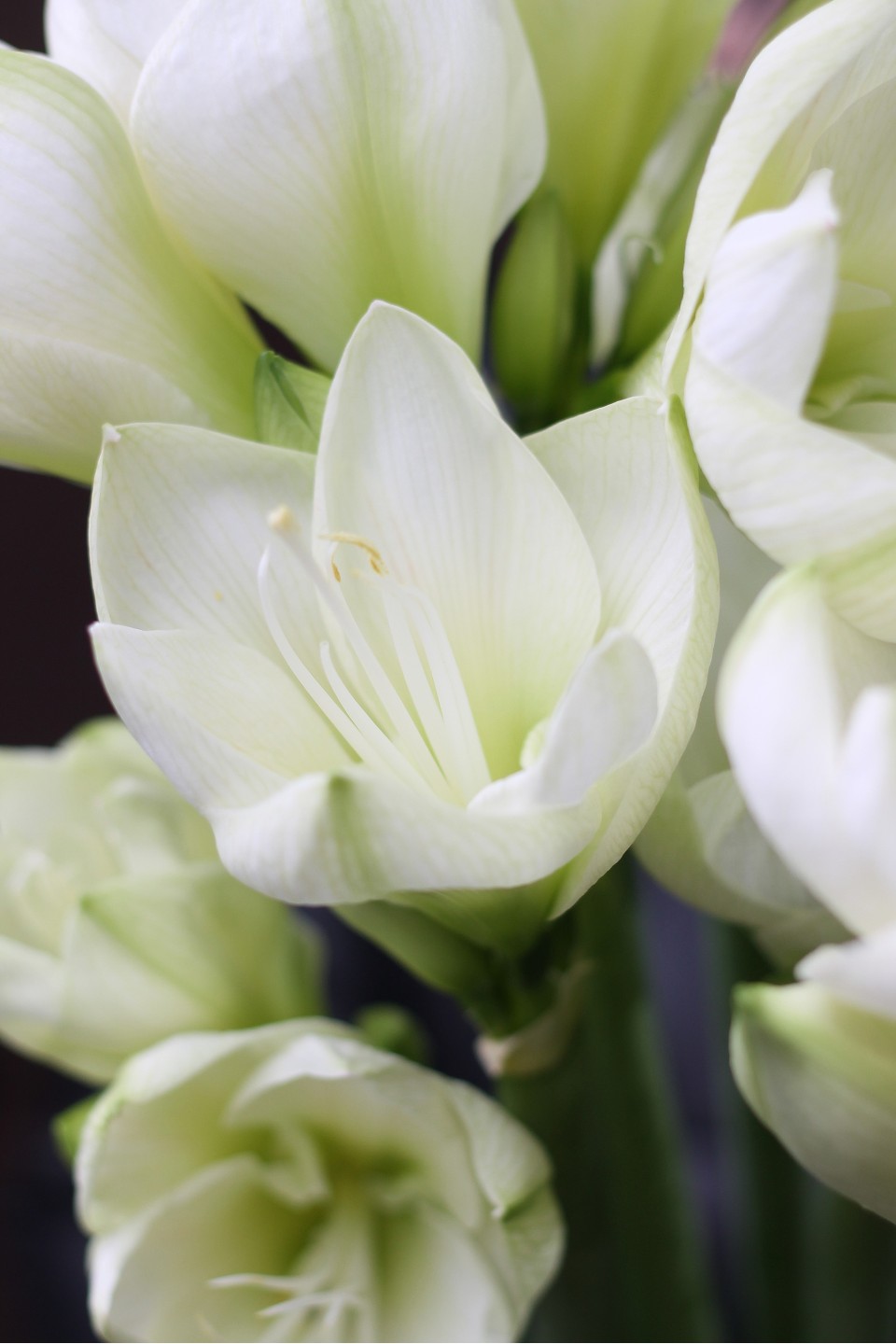 Амариллис белый - с доставкой по Минску