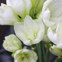 Амариллис белый - с добавлением зелени - миниатюра 