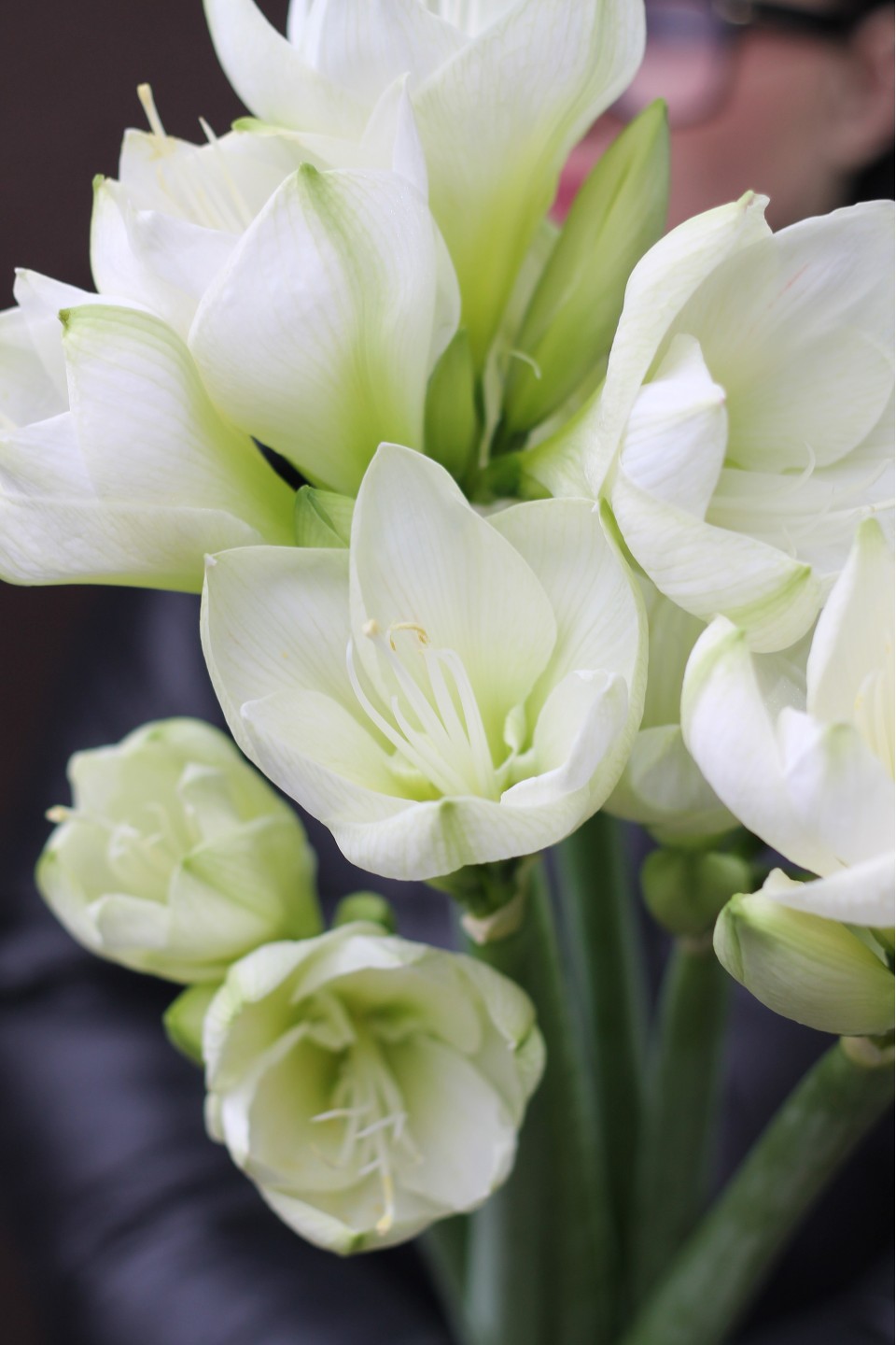 Амариллис белый - с добавлением зелени