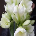 Амариллис белый - подарочное оформление - миниатюра