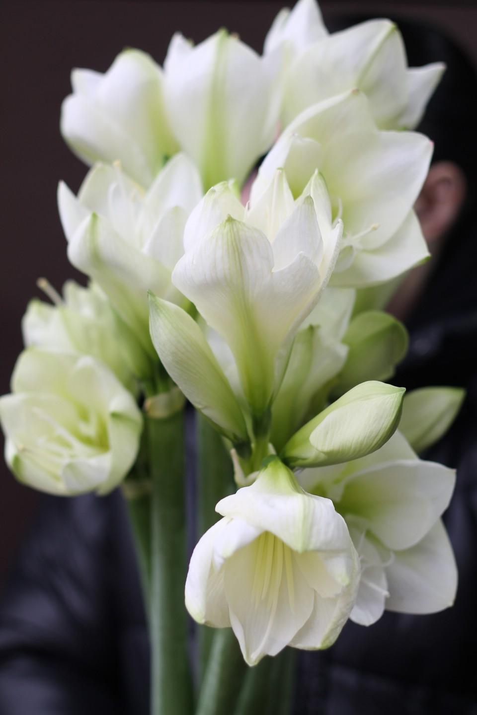 Амариллис белый - подарочное оформление