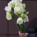 Амариллис белый - быстрая доставка в Минске - миниатюра