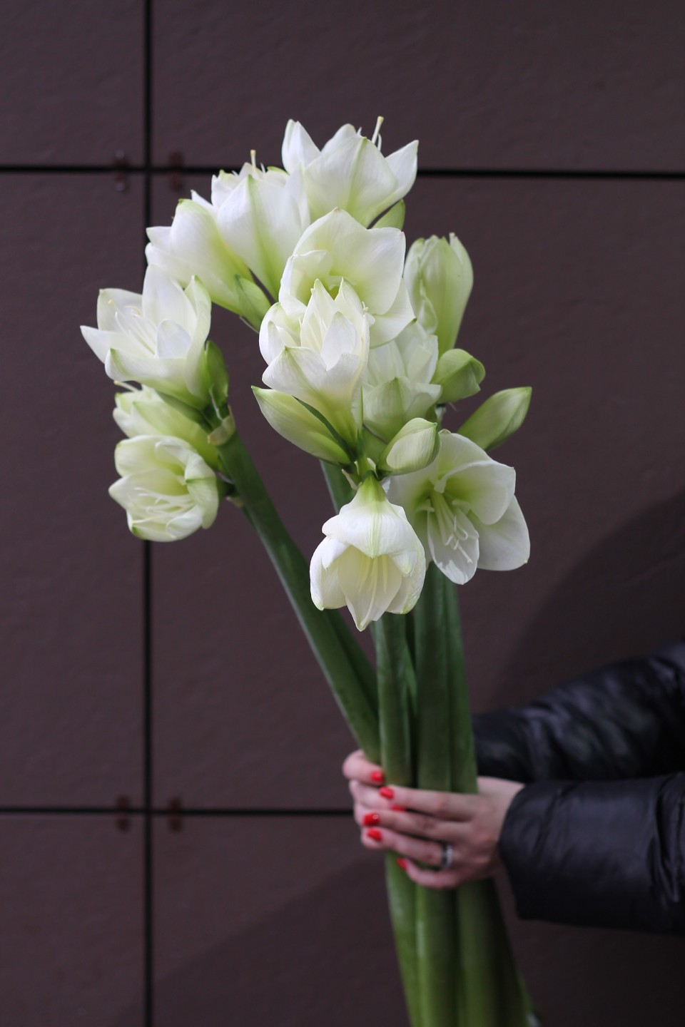 Амариллис белый - быстрая доставка в Минске