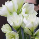 Амариллис белый - миниатюра 7