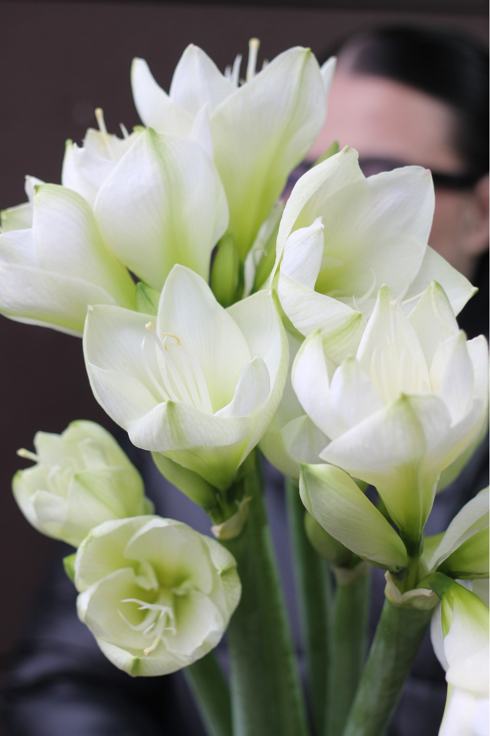 Амариллис белый 7