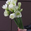 Амариллис белый - миниатюра 8