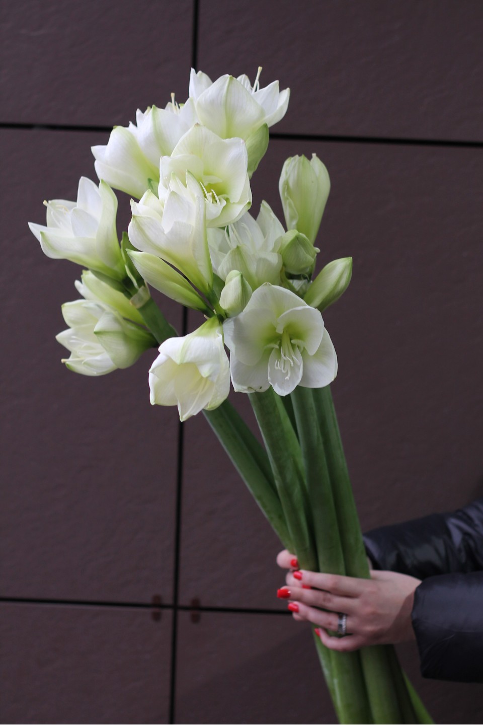 Амариллис белый 8