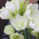 Амариллис белый - миниатюра 9