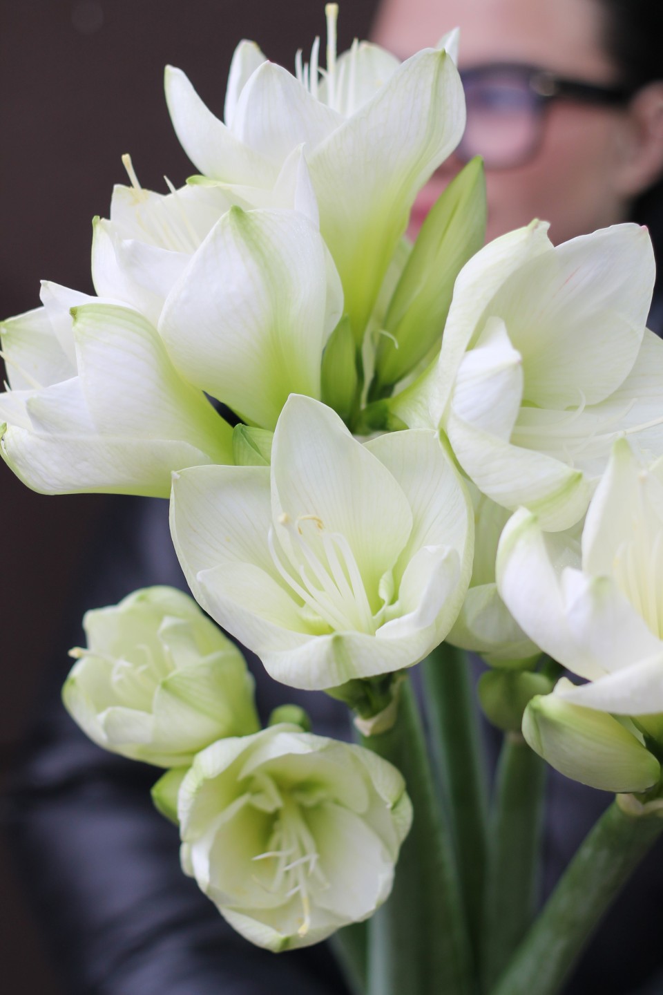 Амариллис белый 9