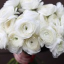 Ранункулюс белый - подарочное оформление - миниатюра