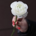 Ранункулюс белый - миниатюра