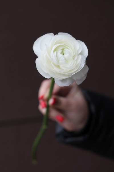 Ранункулюс белый