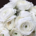 Ранункулюс белый - с доставкой по Минску - миниатюра
