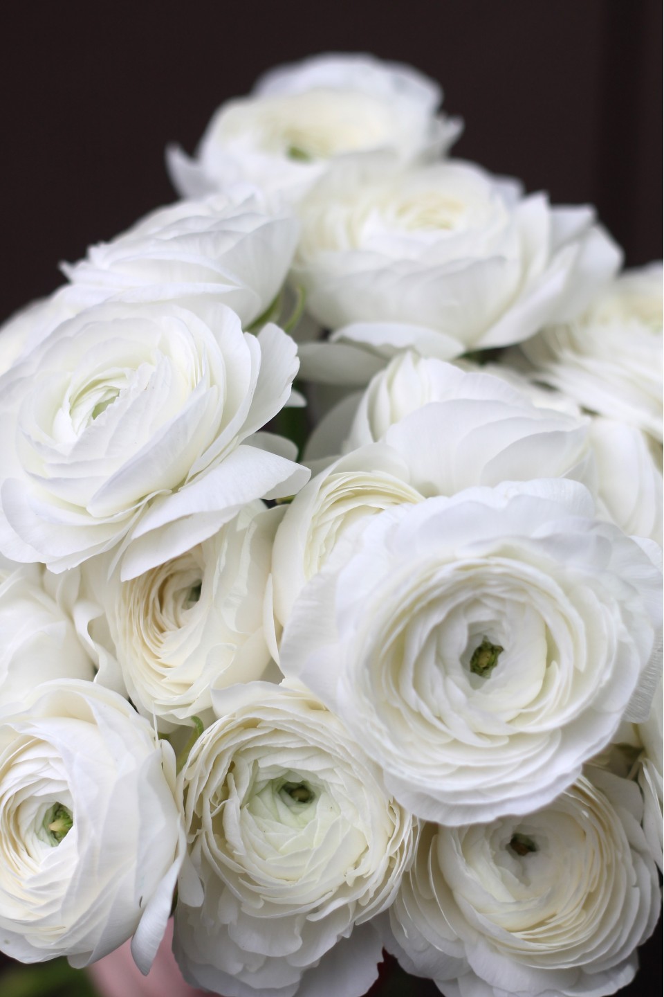 Ранункулюс белый - с доставкой по Минску