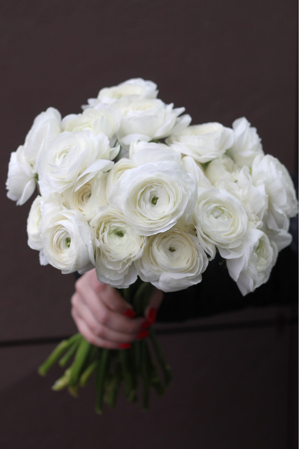 Ранункулюс белый - быстрая доставка в Минске