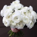 Ранункулюс белый - миниатюра