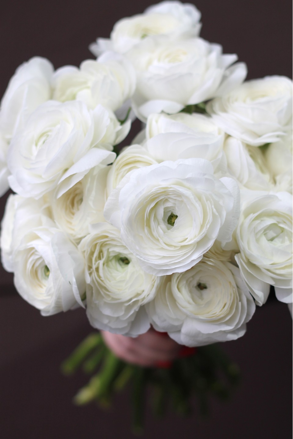 Ранункулюс белый - для женщины/молодой пары