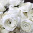 Ранункулюс белый - миниатюра 7