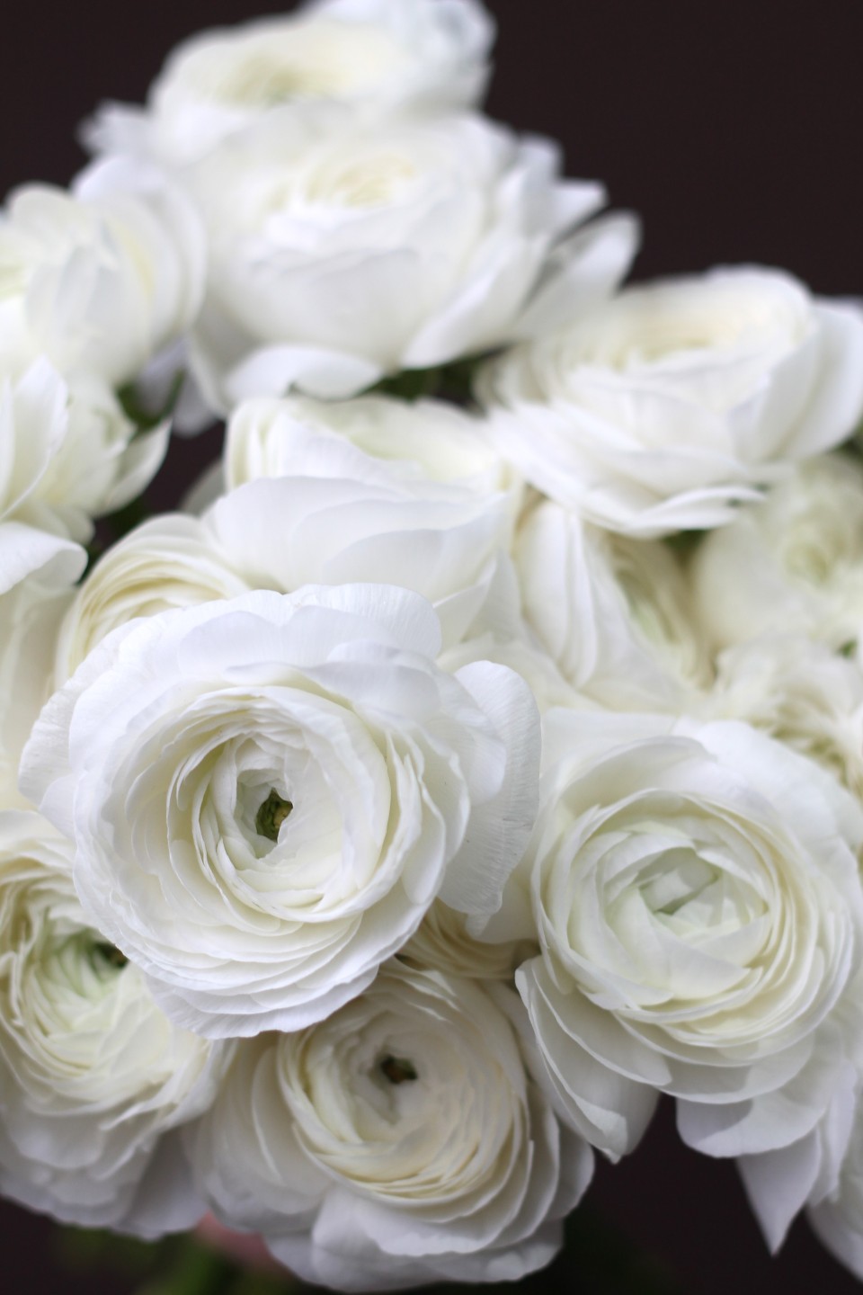 Ранункулюс белый 7