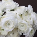 Ранункулюс белый - миниатюра 8