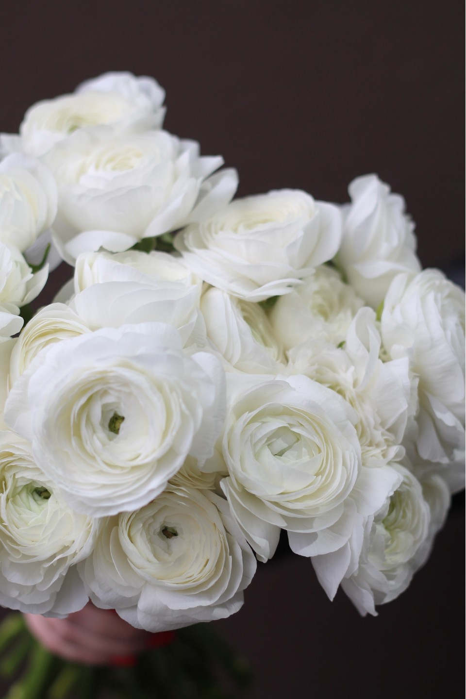 Ранункулюс белый 8