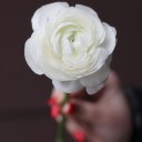 Ранункулюс белый - с добавлением зелени - миниатюра 