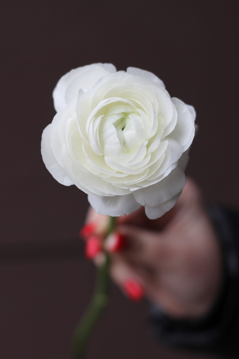 Ранункулюс белый - с добавлением зелени