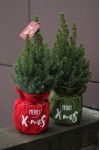 Кипарис в рождественском мешочке
