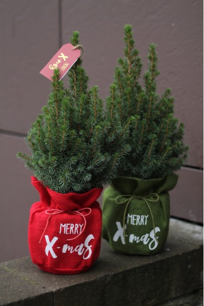 Кипарис в рождественском мешочке