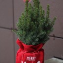Кипарис в рождественском мешочке - с доставкой по Минску - миниатюра