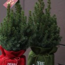 Кипарис в рождественском мешочке - с добавлением зелени - миниатюра 