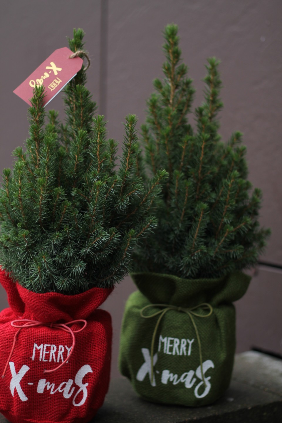 Кипарис в рождественском мешочке - с добавлением зелени