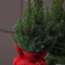 Кипарис в рождественском мешочке - подарочное оформление - миниатюра
