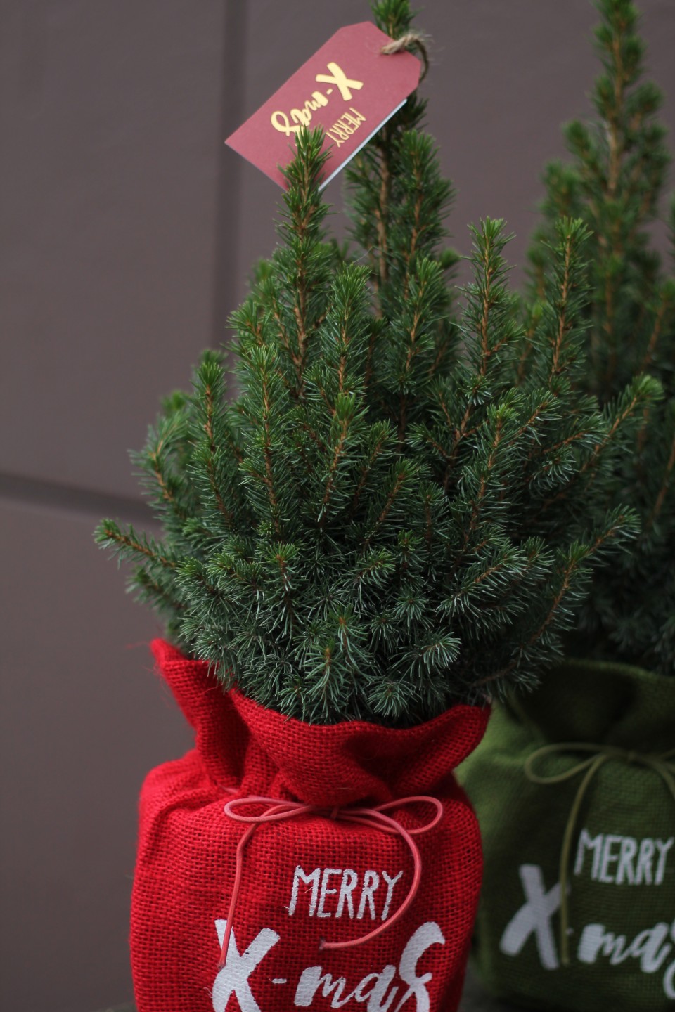 Кипарис в рождественском мешочке - подарочное оформление