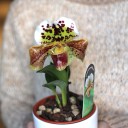 Орхидея Пафиопедилум - с доставкой по Минску - миниатюра