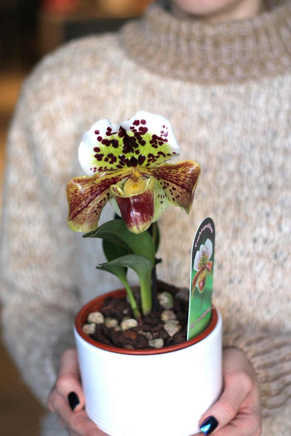 Орхидея Пафиопедилум - с доставкой по Минску