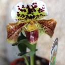 Орхидея Пафиопедилум - миниатюра