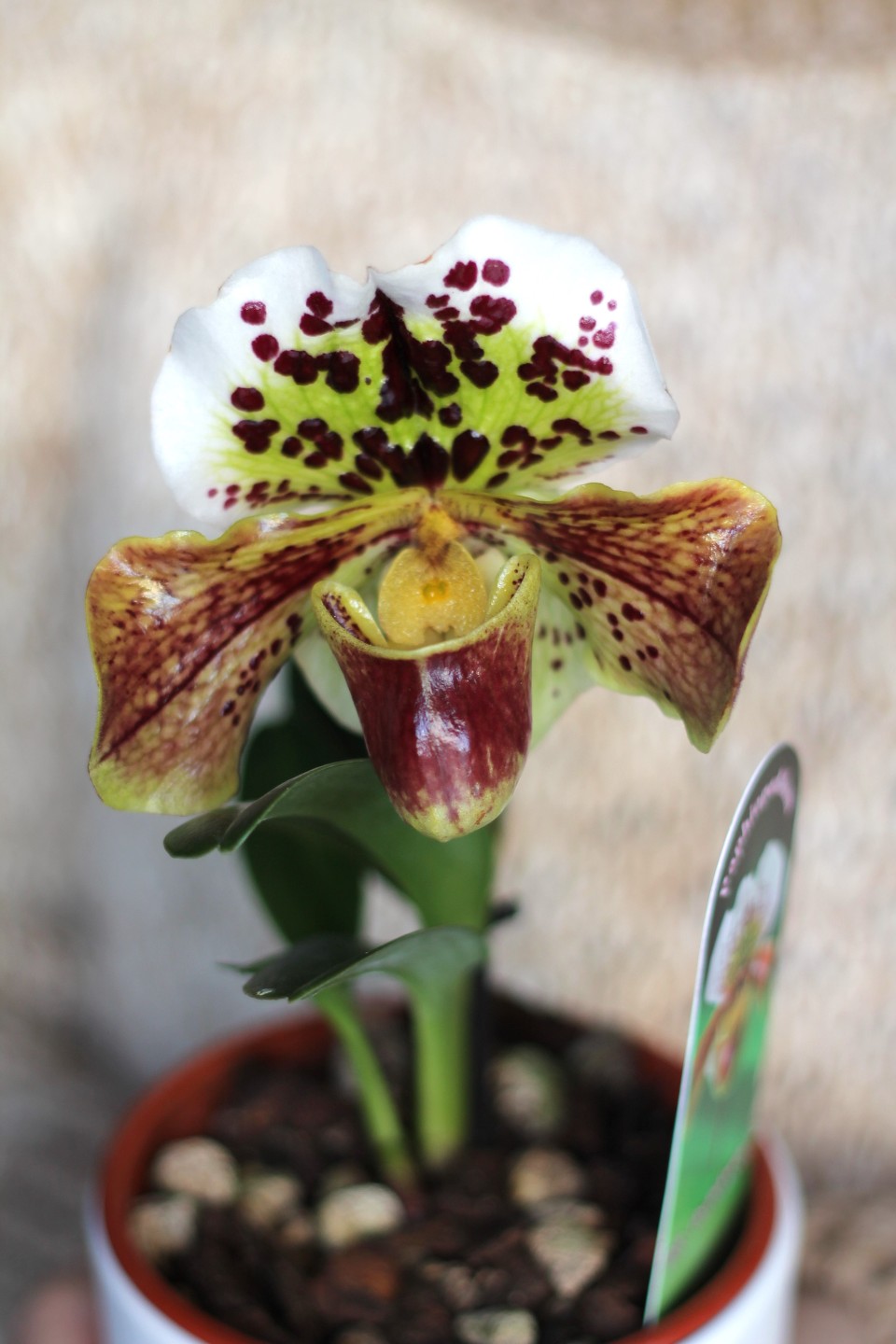 Орхидея Пафиопедилум